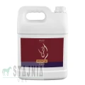bronchi_equus_5l.jpg